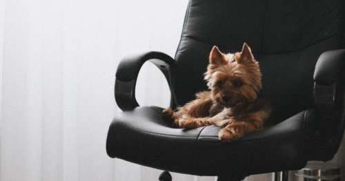 image of dog sitting in chair